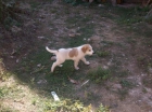 vendo cachorro mastin - mejor precio | unprecio.es