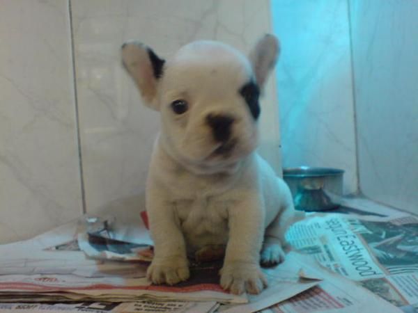 CACHORRITOS DE BULLDOG FRANCES, PRECIOSOS 590 EUROS