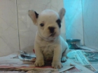 CACHORRITOS DE BULLDOG FRANCES, PRECIOSOS 590 EUROS - mejor precio | unprecio.es