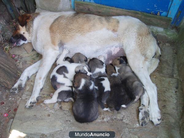 cachorros mastin pura raza 65 euros