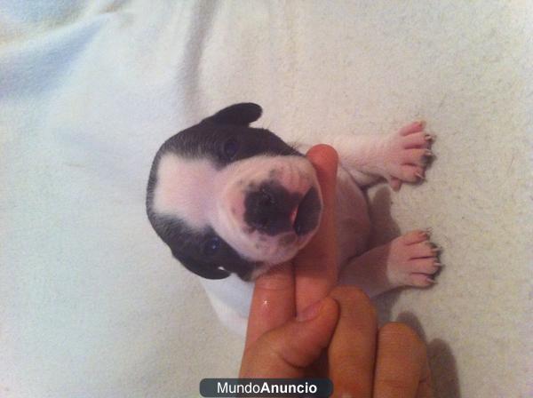 camada de staffordshire bull terrier