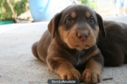 Compro cachorro hembra de rottweiler mesualmente - mejor precio | unprecio.es