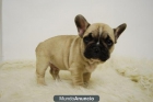 Ejemplares de Bulldog Frances Listos para entregar con Pedigre !!! - mejor precio | unprecio.es