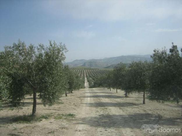 Fincas de olivar