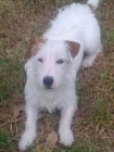 perro para monta - mejor precio | unprecio.es