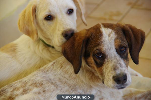 Preciosas perritas en adopcion