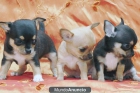Presiosos cachorros Chihuachua baratisimo,Oferta!! vendemos urgente por salir - mejor precio | unprecio.es