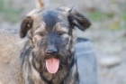 Pum, cachorro abandonado con el resto de su familia, está creciendo sin hogar, - mejor precio | unprecio.es
