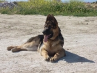 Vendo cachorro de Pastor Alemán  75 - mejor precio | unprecio.es