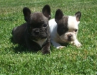 Vendo cachorros de bulldog frances - mejor precio | unprecio.es