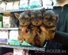 CACHORRITOS DE YORKSHIRE, TAMAÑO PEQUEÑITO 550 EUROS - mejor precio | unprecio.es
