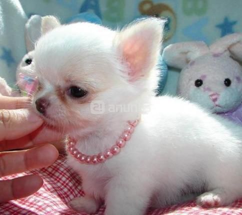 Cachorros de chihuahua   120