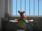 CHIHUAHUA HEMBRA - mejor precio | unprecio.es