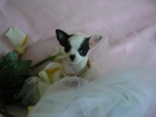 chihuahuha adorable cachorro disponible - mejor precio | unprecio.es