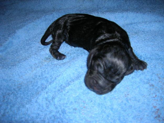 Cocker Spaniel Ingés Nacidos 02/06/08