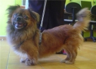 EN ADOPCION!!! YAKY - mejor precio | unprecio.es