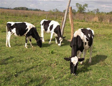 Finca con una casita sencilla