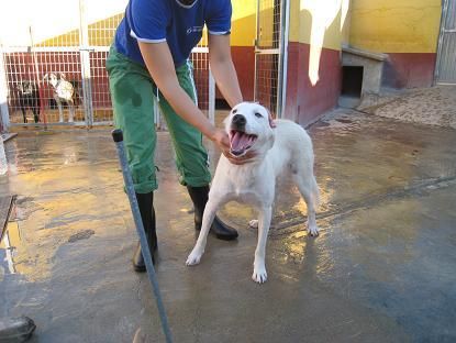 Galba, perrita blanca 2 año