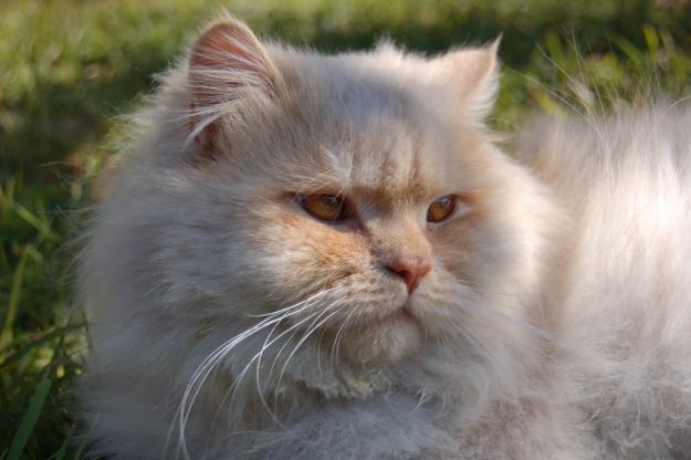 Gato persa blanco busca novia