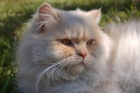 Gato persa blanco busca novia - mejor precio | unprecio.es