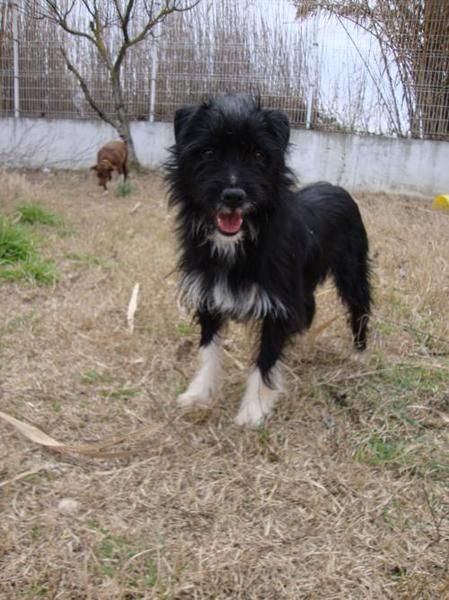 Hembrita Joven Tamaño Pequeño para adoptar