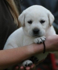 Labrador Retriever cachorro para la venta - mejor precio | unprecio.es
