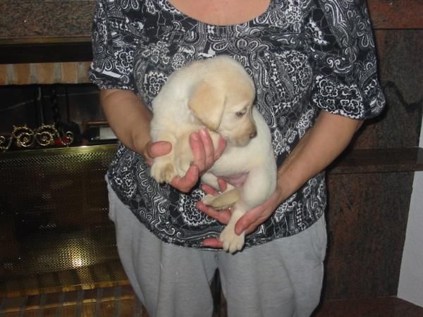 Labradores retriever,cachorros,dorados y negros.Pedigree.