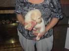 Labradores retriever,cachorros,dorados y negros.Pedigree. - mejor precio | unprecio.es
