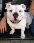 Mi perro mojito - mejor precio | unprecio.es