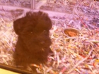 Perros pequeños y medianos, perros, cachorros, criadero, venta. Cocker, Bichón Frise, Jack Russell, Kyi Leo, Lhasa Aps - mejor precio | unprecio.es
