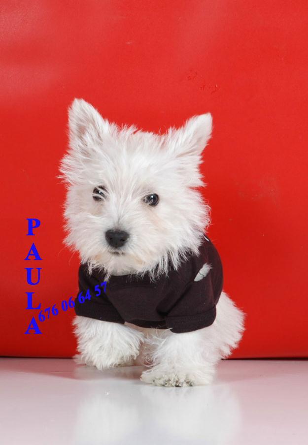 PreciosoS  West Higland GaRantia veterinaria