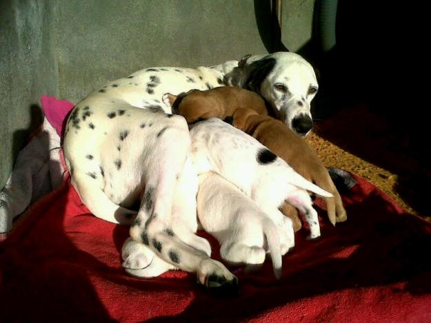 Se regalan cachorros
