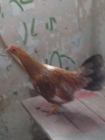 se venden gallinas - mejor precio | unprecio.es