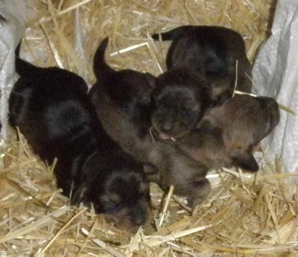 vendo 3 cachorros teckel