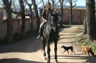 vendo caballo español - mejor precio | unprecio.es