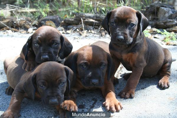 vendo sabuesos de babiera