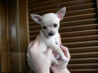 3 Chihuahua de tamaño mini blanca y marrones. - mejor precio | unprecio.es