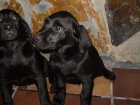 camada de labradror retriever en color negro, alta calidad y buenas garantias - mejor precio | unprecio.es