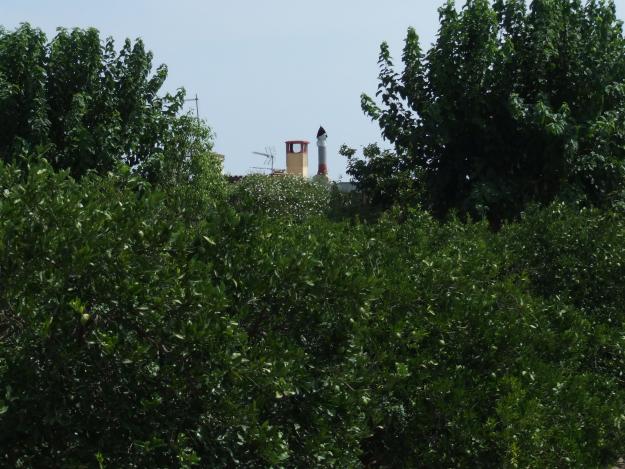 Campo de naranjos de 5,5 hanegadas.