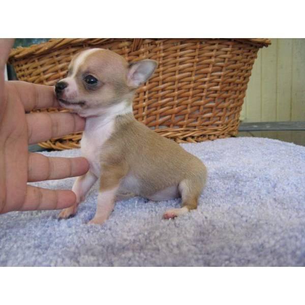 Chihuahuas economicos y excelentes
