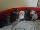 gatitos preciosos de un mes - mejor precio | unprecio.es
