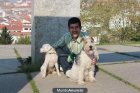 Paseador de perros WKKD - mejor precio | unprecio.es