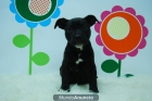 Stanford Bullterrier Camada ( Negros + Pecho Blanco ) - mejor precio | unprecio.es
