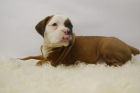 boxer de estraordinaria genetica - mejor precio | unprecio.es