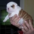 Bulldog frances macho regalo hembra