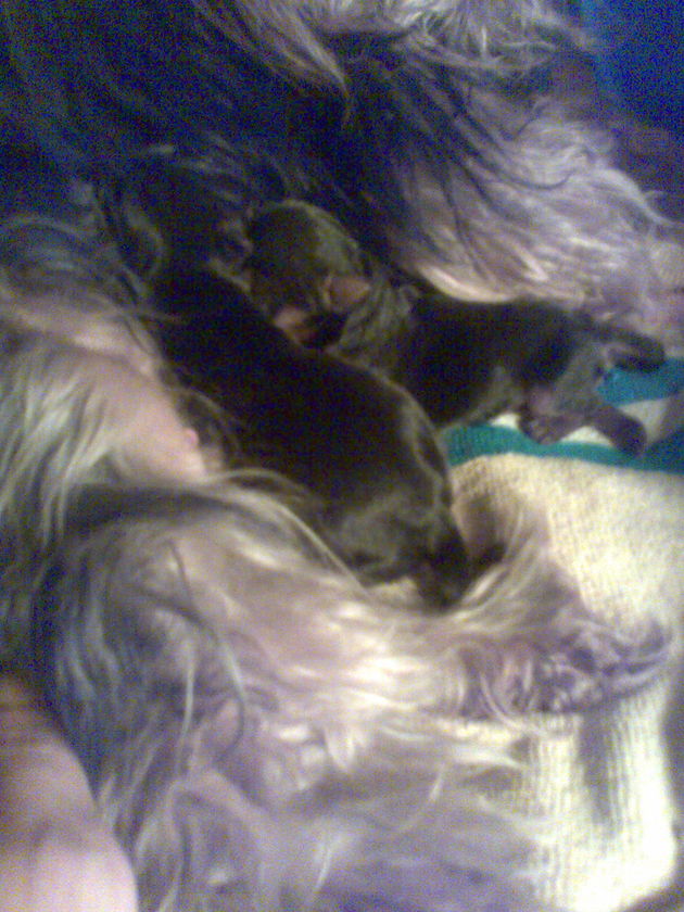 Cachorros de yorkshire tamaño mediano
