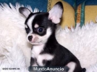 Chihuahua para adopsion - mejor precio | unprecio.es