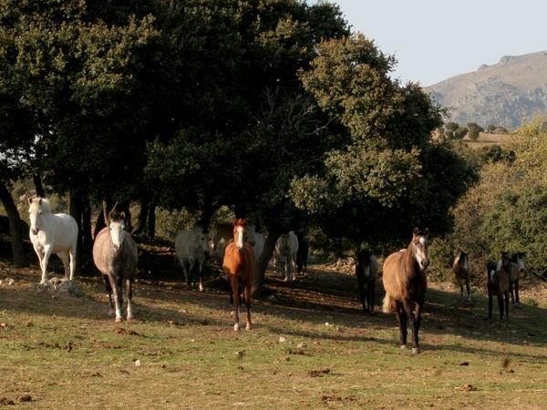 Lote de Yeguas y Potras Pura Raza Lusitana