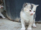 REGALO GATITA TRICOLOR DE PELO SEMILARGO URGENTE DE 1 MES - mejor precio | unprecio.es