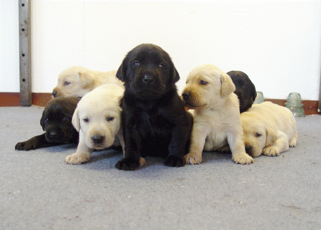 Se venden cachorros de labrador con pedigree.